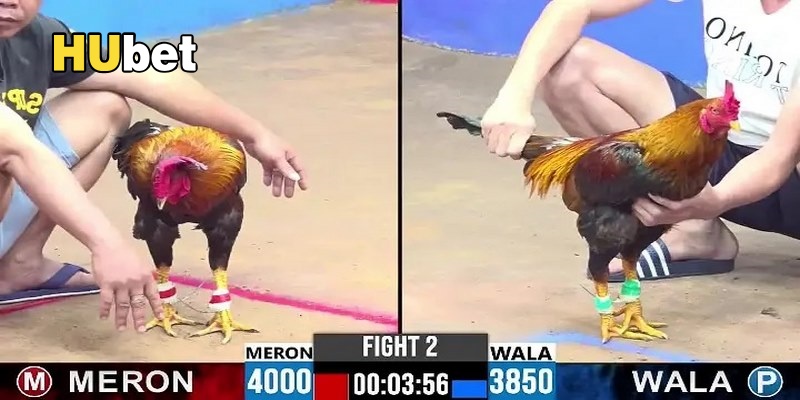 Trận chọi kê với 3 cửa cược mang lại trải nghiệm cực đã.